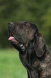 FILA BRASILEIRO 207